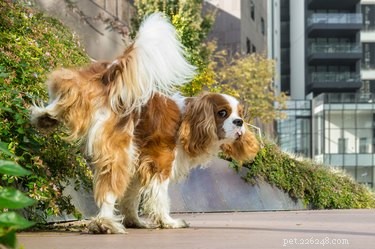 Understanding Frequent Urination in Dogs During Walks