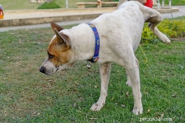 Understanding Frequent Urination in Dogs During Walks