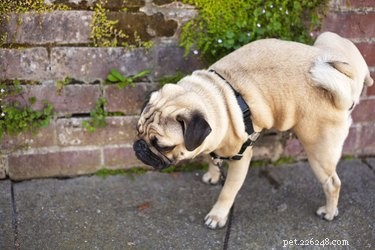 Understanding Frequent Urination in Dogs During Walks