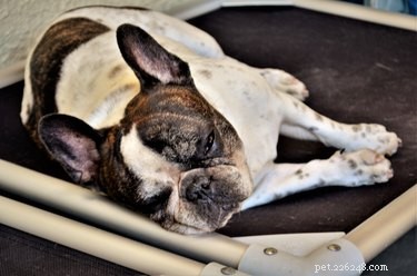 Do Larger Dogs Sleep More Than Smaller Dogs? A Vet‑Approved Look at Canine Sleep Patterns
