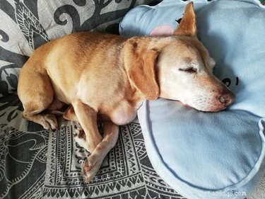 Do Larger Dogs Sleep More Than Smaller Dogs? A Vet‑Approved Look at Canine Sleep Patterns