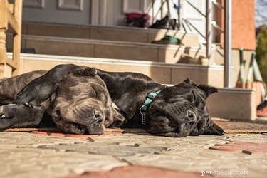 Do Larger Dogs Sleep More Than Smaller Dogs? A Vet‑Approved Look at Canine Sleep Patterns