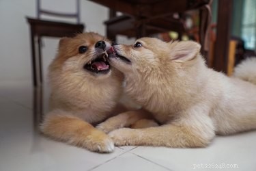 Do Dogs Truly Form Best Friend Bonds?