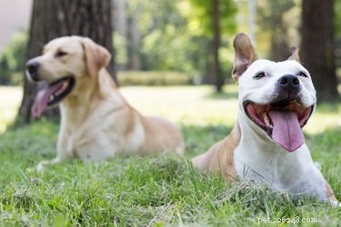 Do Dogs Truly Form Best Friend Bonds?