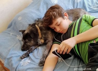 Understanding Why Dogs Sleep So Much: The Science Behind Their Rest