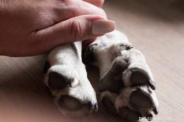 Understanding Why Dogs Sleep So Much: The Science Behind Their Rest