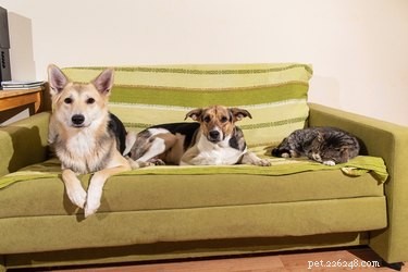 Understanding Why Dogs Sleep So Much: The Science Behind Their Rest