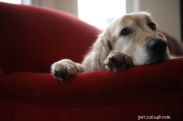 Supporting Your Dog Through Loss: Practical Ways to Ease Grief and Promote Healing