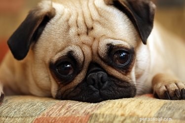 Supporting Your Dog Through Loss: Practical Ways to Ease Grief and Promote Healing