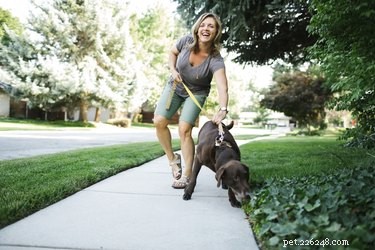 Why Does My Dog Take Long to Poop During Walks? Common Causes & Quick Fixes