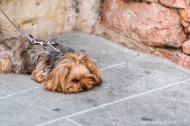 Why Does My Dog Take Long to Poop During Walks? Common Causes & Quick Fixes