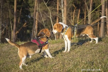 Why Does My Dog Take Long to Poop During Walks? Common Causes & Quick Fixes
