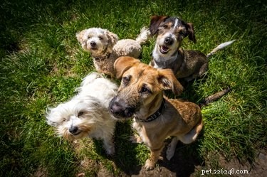 Why Does My Dog Take Long to Poop During Walks? Common Causes & Quick Fixes