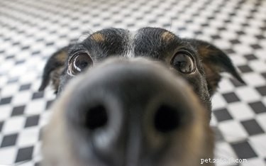 Why Does My Dog Take Long to Poop During Walks? Common Causes & Quick Fixes