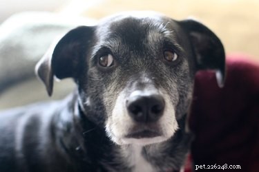 Decoding Whale Eye: Why Your Dog Shows the White When You Look Away