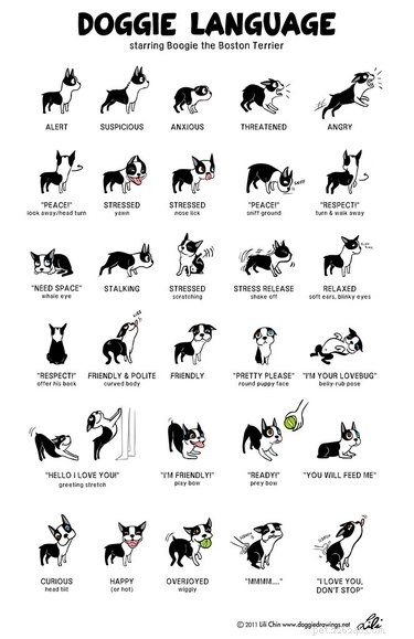 Decoding Whale Eye: Why Your Dog Shows the White When You Look Away