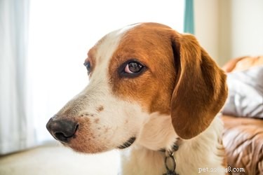 Decoding Whale Eye: Why Your Dog Shows the White When You Look Away