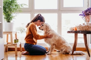 Should You Bid Farewell to Your Dog When Leaving Home?