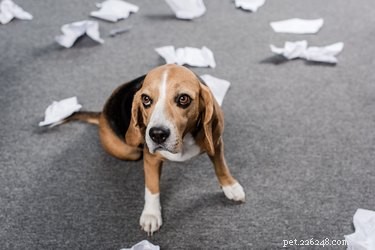 Should You Bid Farewell to Your Dog When Leaving Home?