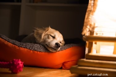 How to Keep Your Anxious Dog Calm During a Party