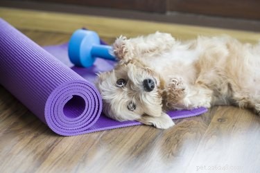Why Do Pets Interrupt Your Workouts? Find Out Why & How to Stop It