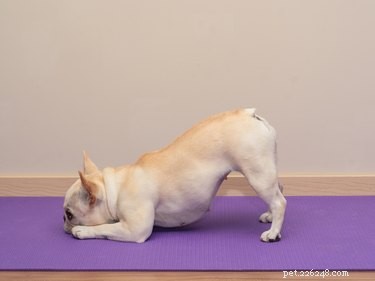Why Do Pets Interrupt Your Workouts? Find Out Why & How to Stop It