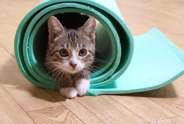 Why Pets Are Naturally Attracted to Yoga Mats – The Science Behind Their Fascination