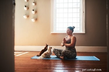 Why Pets Are Naturally Attracted to Yoga Mats – The Science Behind Their Fascination