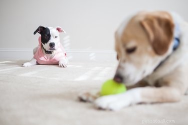 Can Dogs Experience Jealousy? Understanding Canine Envy