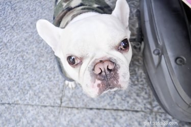Can Dogs Experience Jealousy? Understanding Canine Envy