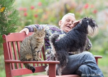Can Dogs Experience Jealousy? Understanding Canine Envy