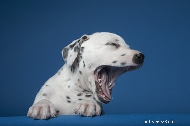 Decoding Your Dog’s Yawns: What They Reveal About Your Pet’s Mood