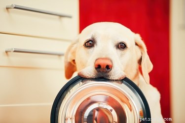 5 Surprising Behaviors Dogs Exhibit Around Their Meals