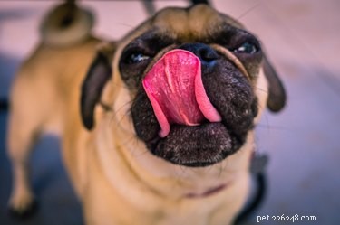 Why Do Dogs Lick the Air When You Scratch Their Rear?