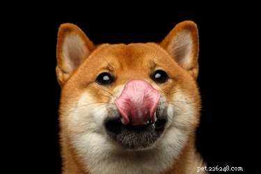 Why Do Dogs Lick the Air When You Scratch Their Rear?