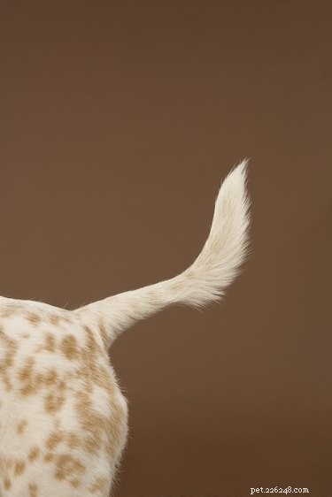 Why Do Dogs Lick the Air When You Scratch Their Rear?