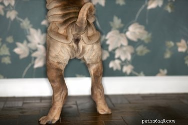 Why Do Dogs Lick Each Other’s Butts? Causes & Prevention Tips