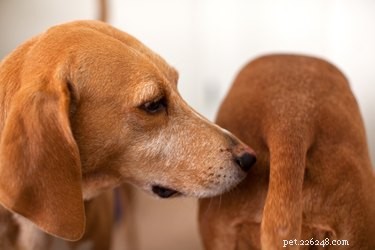 Why Do Dogs Lick Each Other’s Butts? Causes & Prevention Tips