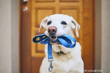 What to Do When Your Dog Runs Away: A Practical Guide