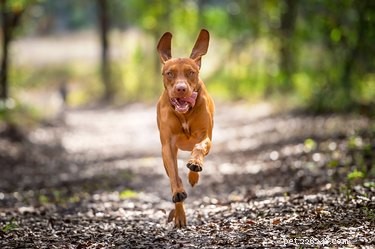 What to Do When Your Dog Runs Away: A Practical Guide