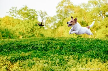 What to Do When Your Dog Runs Away: A Practical Guide