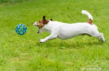 Why Do Dogs Chase Things? Understanding the Instinct Behind the Chase