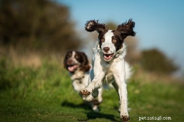 Why Do Dogs Chase Things? Understanding the Instinct Behind the Chase