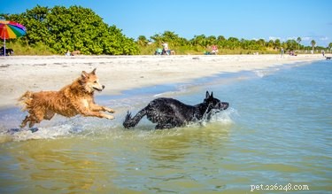 Why Do Dogs Chase Things? Understanding the Instinct Behind the Chase