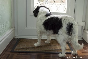 Stop Your Dog from Running Out the Front Door: Proven Tips & Techniques
