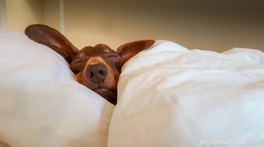 Why Does Your Dog Twitch While Sleeping? Common Causes & What to Do