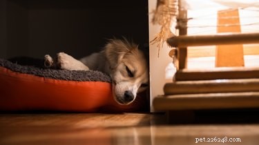 Why Does Your Dog Twitch While Sleeping? Common Causes & What to Do