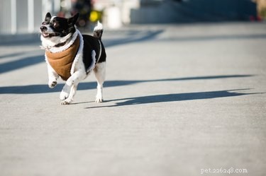 Understanding Why Dogs Chase Cars—and Proven Ways to Stop the Habit