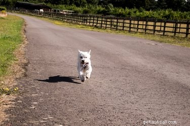 Understanding Why Dogs Chase Cars—and Proven Ways to Stop the Habit