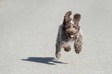 Understanding Why Dogs Chase Cars—and Proven Ways to Stop the Habit